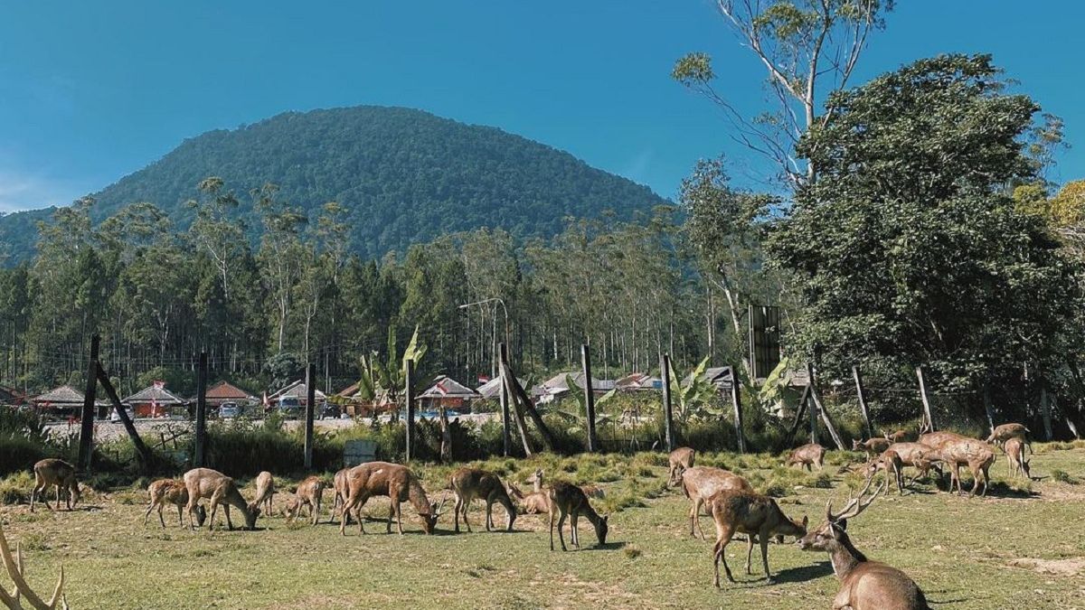 Misteri Air Terjun Tersembunyi di Cilacap: Rahasia Solo Traveler yang Tak Terungkap